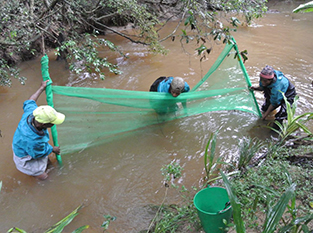 men in river catching fish with large net